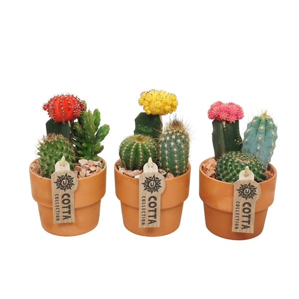 Cactus-Gymno arrangement in 10 cm 'Terracotta Kraagpot'