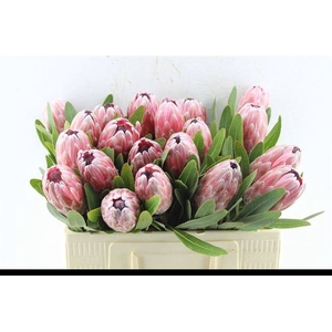 PROTEA PINK ICE