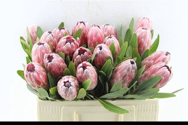 <h4>PROTEA PINK ICE</h4>