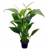 SPATHIPHYLLUM COM FLOR P11