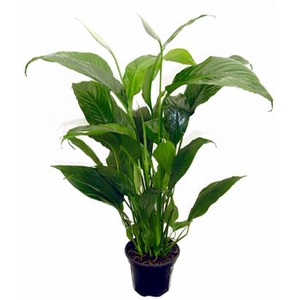 SPATHIPHYLLUM COM FLOR P11