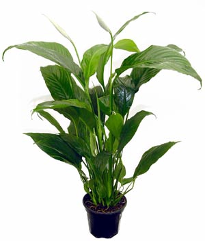 <h4>SPATHIPHYLLUM COM FLOR P11</h4>
