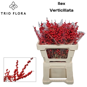 ILEX VE RODE BES 50 cm 996