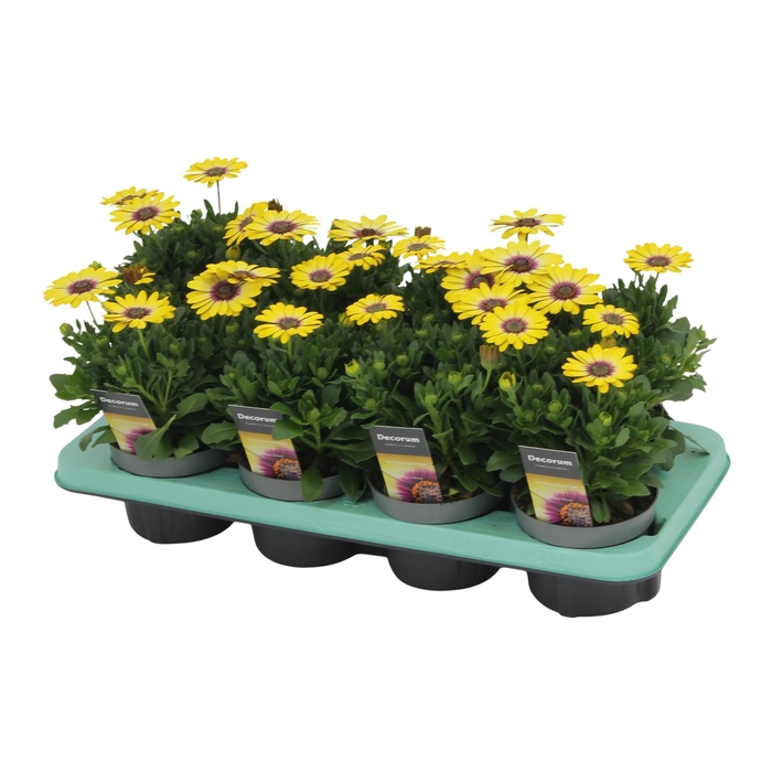 <h4>Osteospermum Blue Eyed Beauty Decorum</h4>