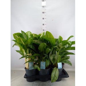 Aglaonema   ...mix