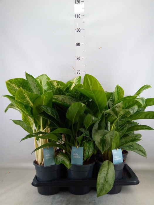 <h4>Aglaonema   ...mix</h4>