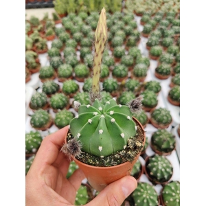 Echinopsis Subdenudata (flowering)