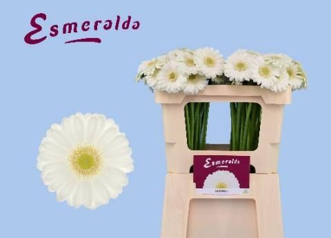 <h4>GE MI ALBINO</h4>