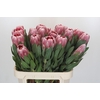 Protea Carnival