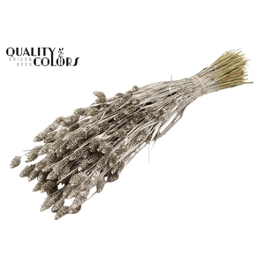 Phalaris per bunch Platina