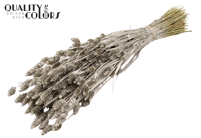 <h4>Phalaris per bunch Platina</h4>