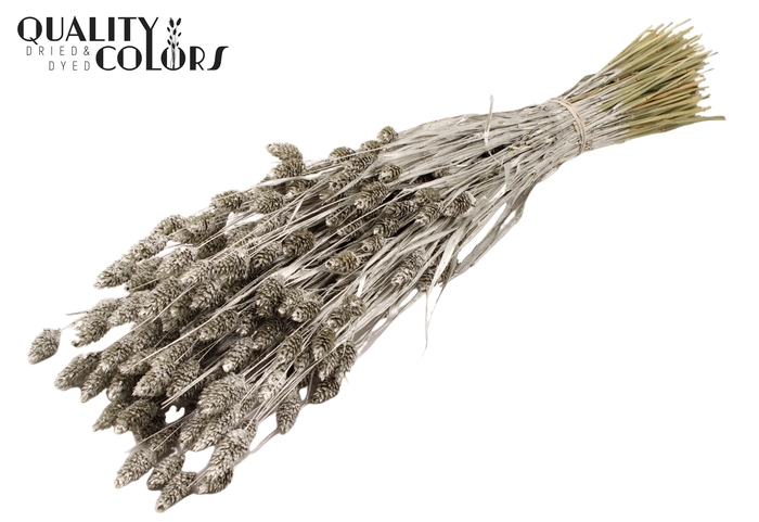 <h4>Phalaris per bunch Platina</h4>