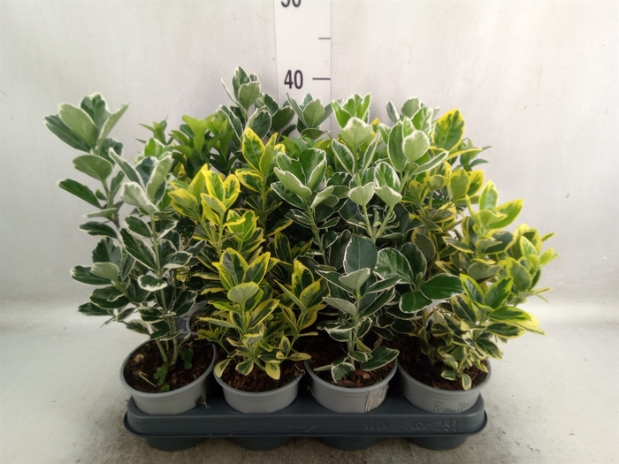 <h4>Euonymus japon.   ...mix</h4>