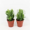 Euphorbia Trigona