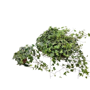 HED HE YELLOW RIPPLE