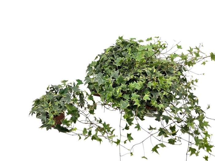 <h4>HED HE YELLOW RIPPLE</h4>