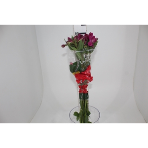 ALSTROEMERIA REAL 080 CM