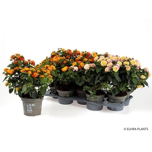 LANTANA CAMARA-HYBRID p13 struik