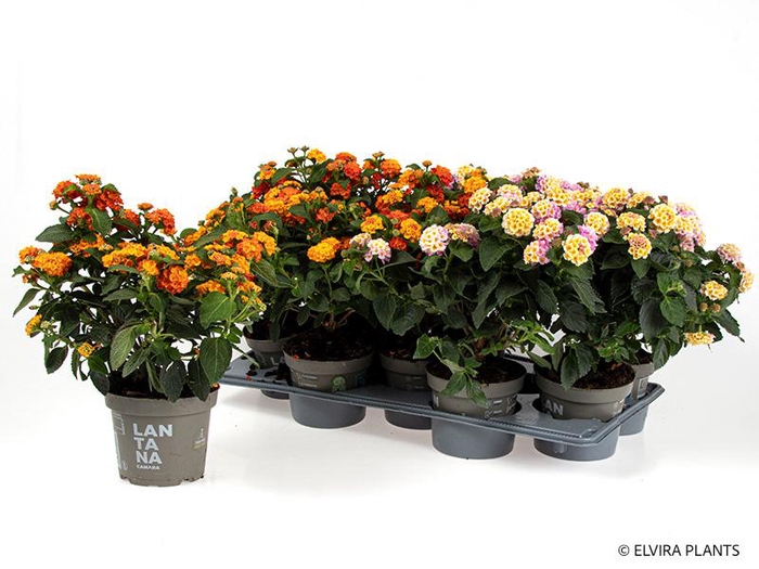<h4>LANTANA CAMARA-HYBRID p13 struik</h4>