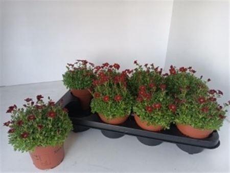 <h4>Saxif Ar Tour Dp Red</h4>