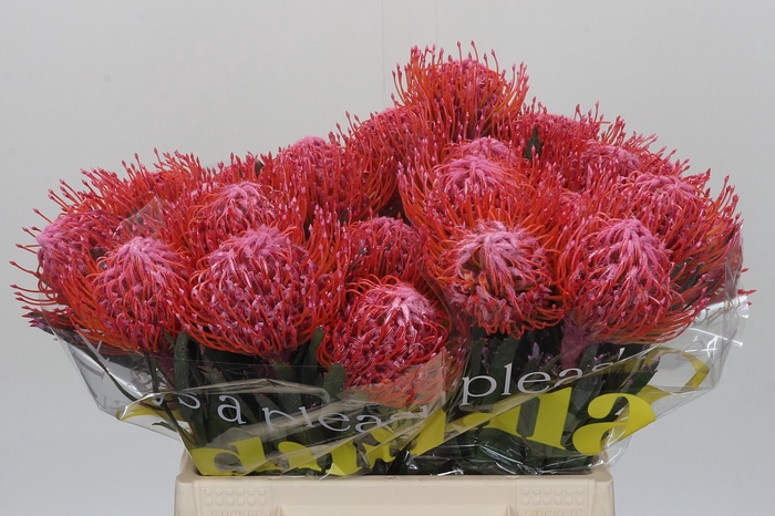 <h4>Nutans Painted Pink</h4>