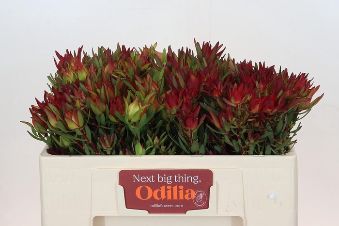 <h4>Leucadendron Yellow Blush Spray</h4>