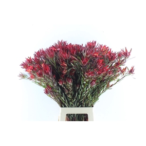 Leucad Sal Blush Xxl