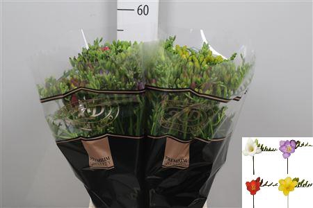 Fr En Gemengd 22gr