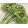 Leaf chamaerops