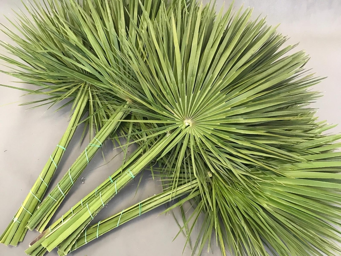 Leaf chamaerops