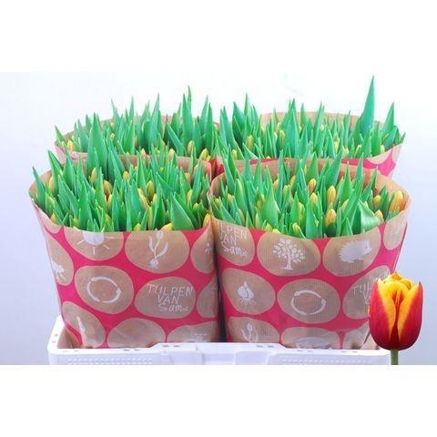 <h4>TU EN DENMARK</h4>