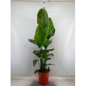 Strelitzia nicolai