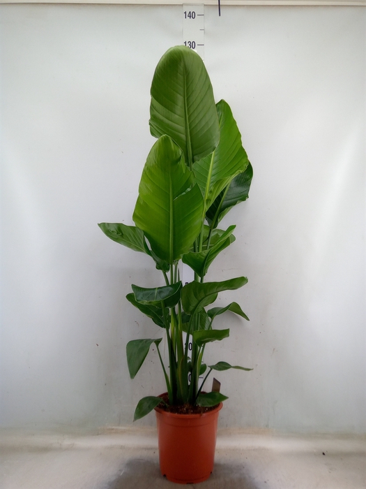 <h4>Strelitzia nicolai</h4>