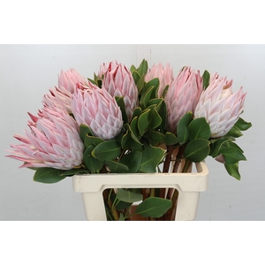 Protea Cynaroides