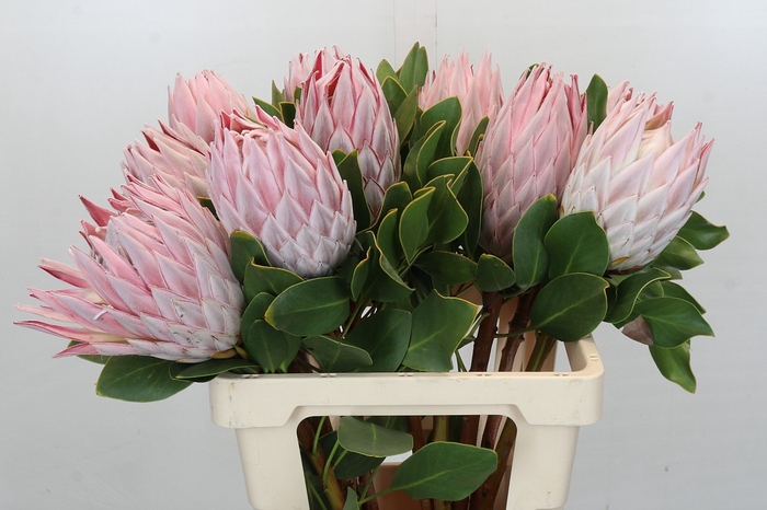 <h4>Protea Cynaroides</h4>