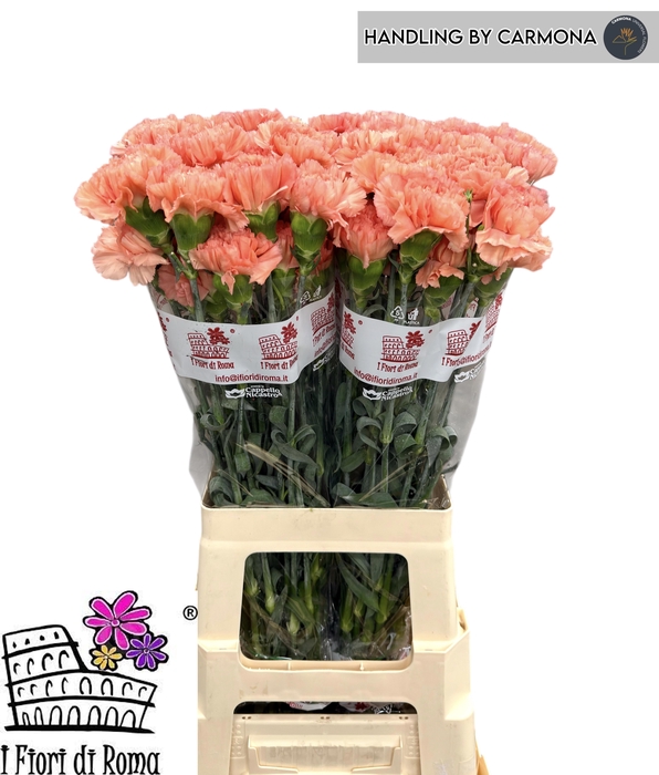 <h4>DI ST MEGAN</h4>