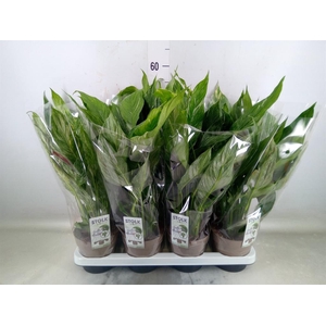 Spathiphyllum  'Diamond'