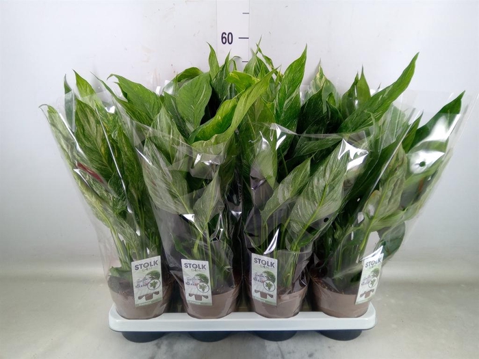 <h4>Spathiphyllum  'Diamond'</h4>