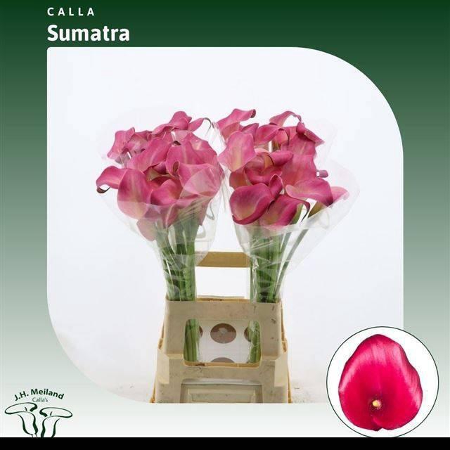 <h4>ZANT SUMATRA</h4>