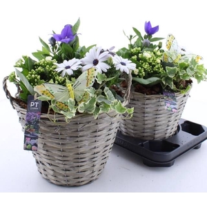 ARR TUINPLANTEN