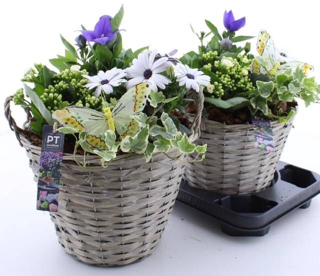 <h4>ARR TUINPLANTEN</h4>
