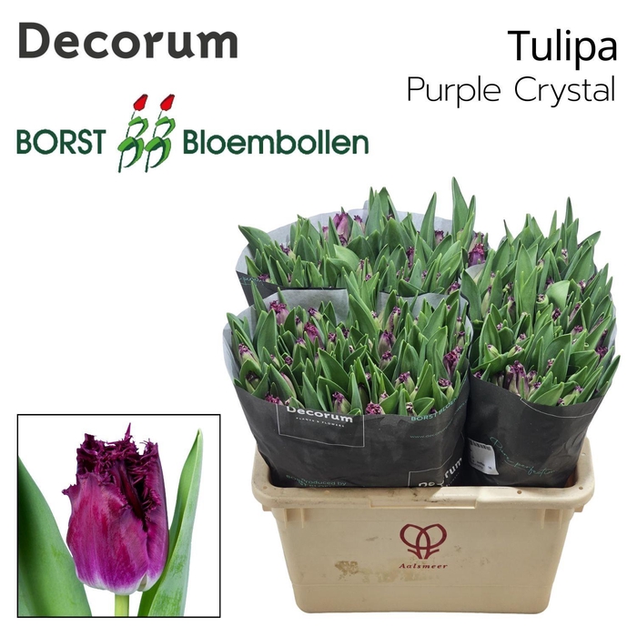 <h4>TU FR PURPLE CRYSTAL</h4>