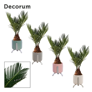 Cycas revoluta 6 cm, 3+ veren in Luca (Dream Spirit-collection)