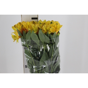 ALSTROEMERIA CARIBBEAN 080 CM