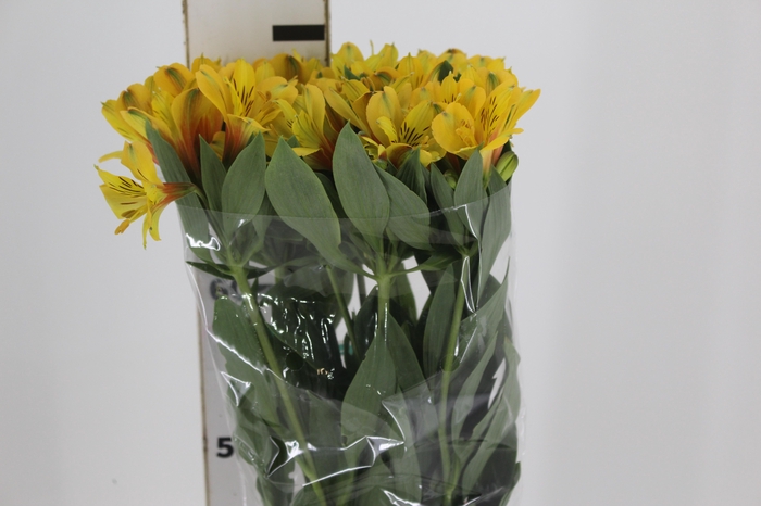 <h4>ALSTROEMERIA CARIBBEAN 080 CM</h4>