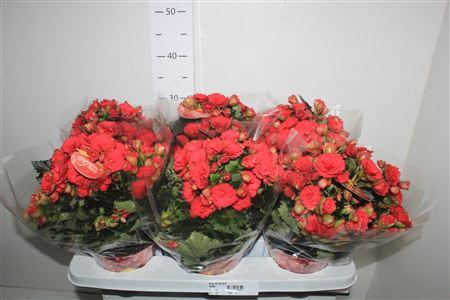 <h4>Beg Du Grace</h4>