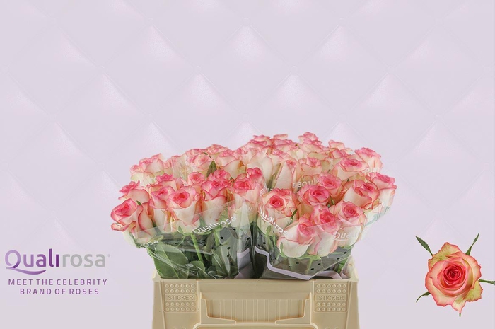 <h4>R Gr Jumilia</h4>