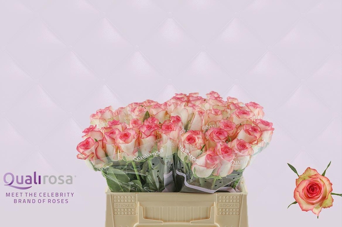 <h4>R Gr Jumilia</h4>