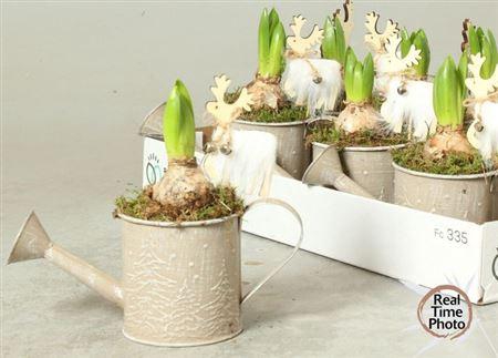 <h4>Arr Hyacint Gieter</h4>