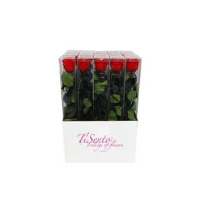 ARR ROSA POT H%